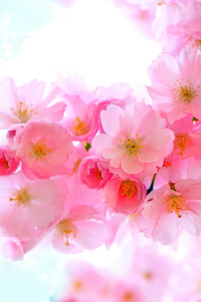 Нежные розовые весенние цветы крупным планом 