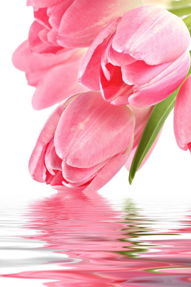 Нежные розовые тюльпаны опускаются в воду на белом фоне