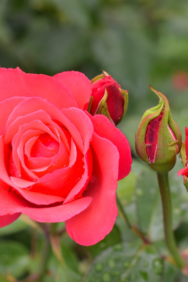 Нежная роза с бутонами крупным планом