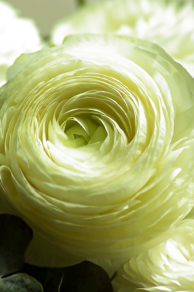 Нежный белый цветок лютика крупным планом