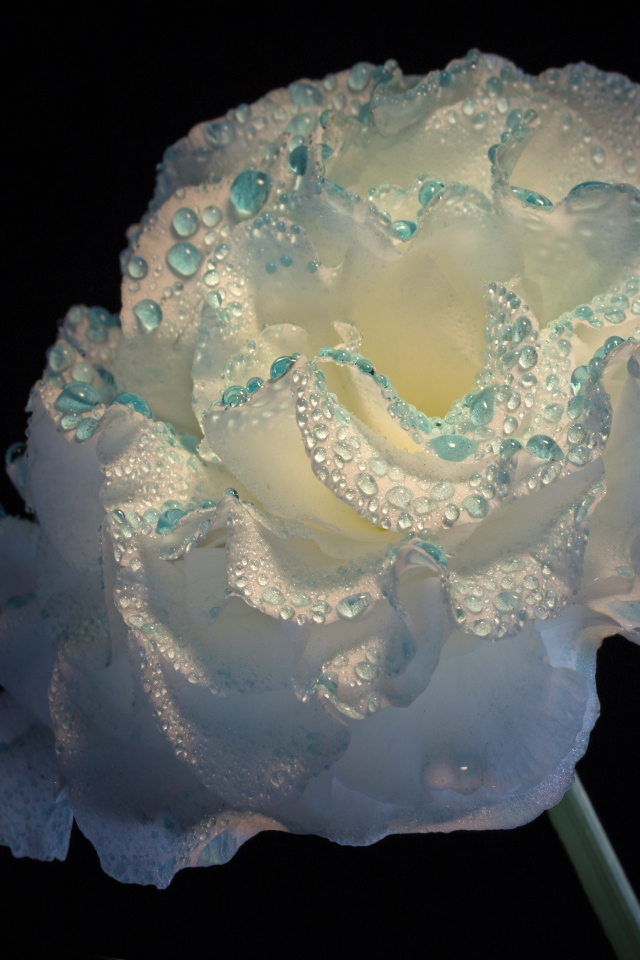 Нежный белый цветок в каплях росы на черном фоне