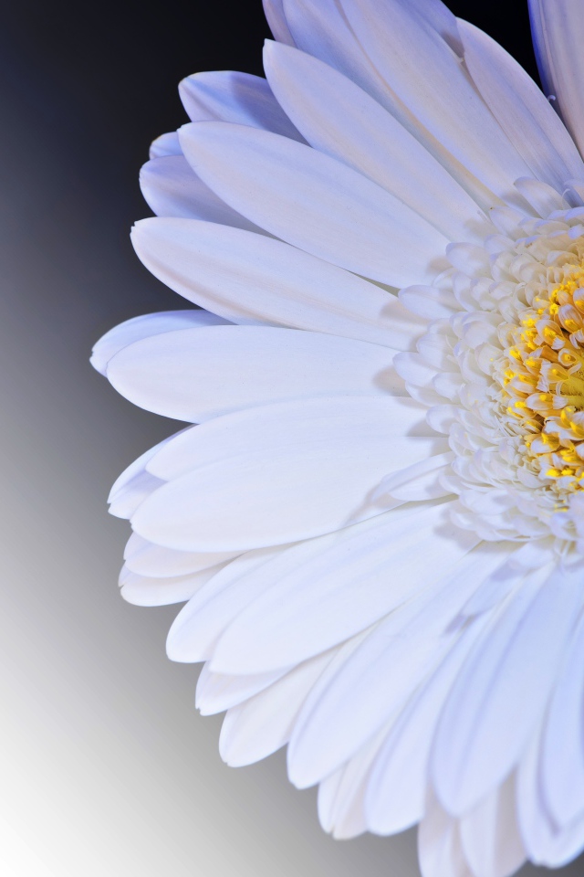 Нежный белый цветок герберы с желтой серединкой крупным планом