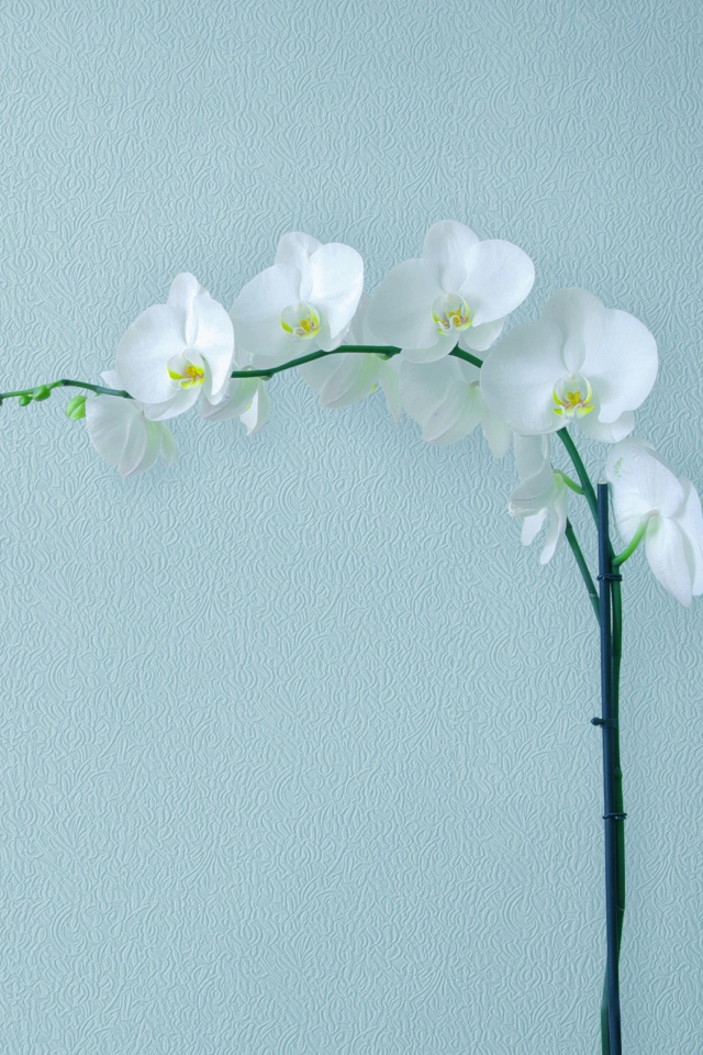 Нежная белая орхидея на сером фоне
