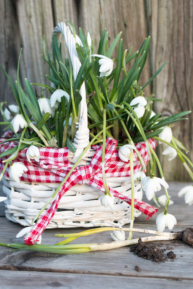 Нежные белые весенние цветы подснежники в корзине