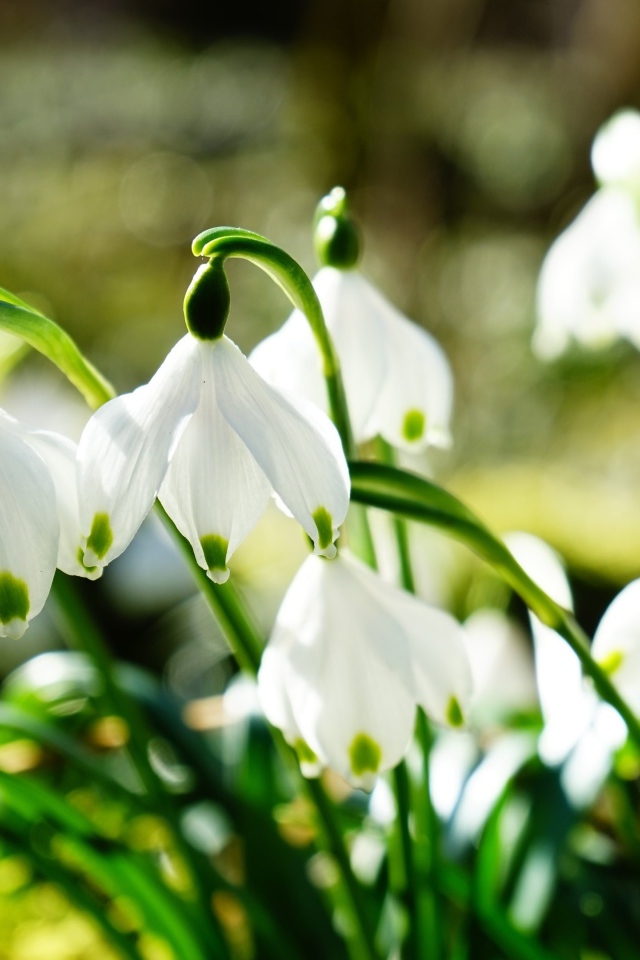 Нежные белые весенние первоцветы подснежники
