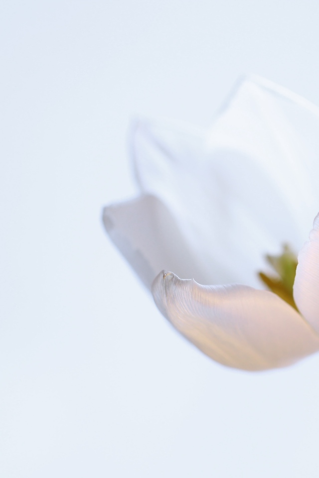 Нежный белый тюльпан на сером фоне