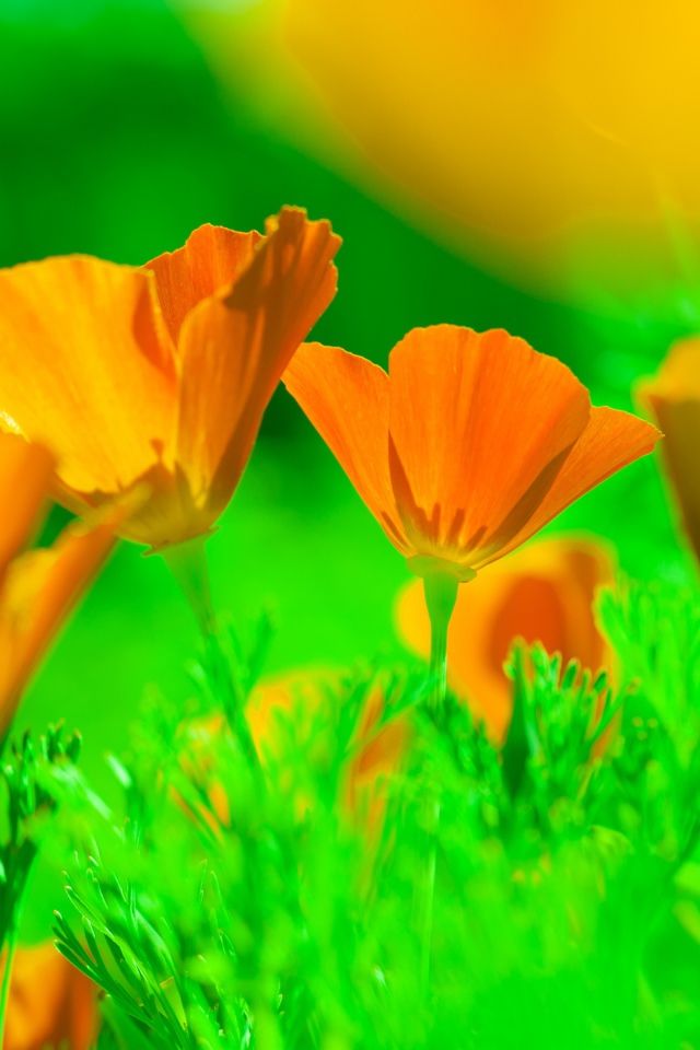 Нежные желтые цветы эшшольция