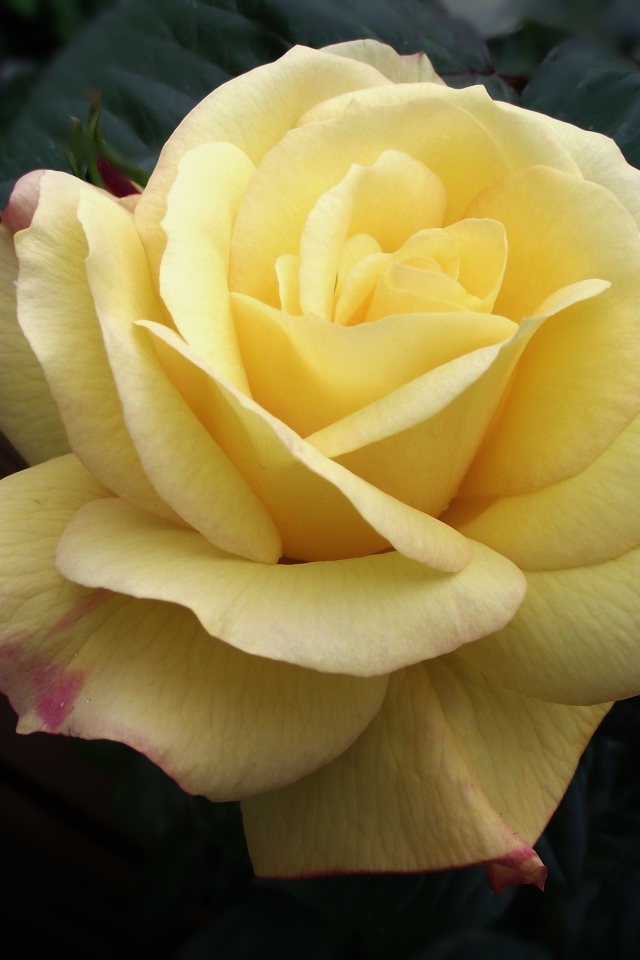 Нежная желтая роза крупным планом