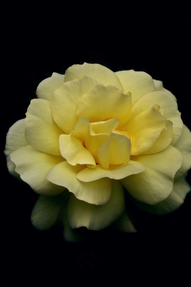 Нежная желтая роза на черном фоне
