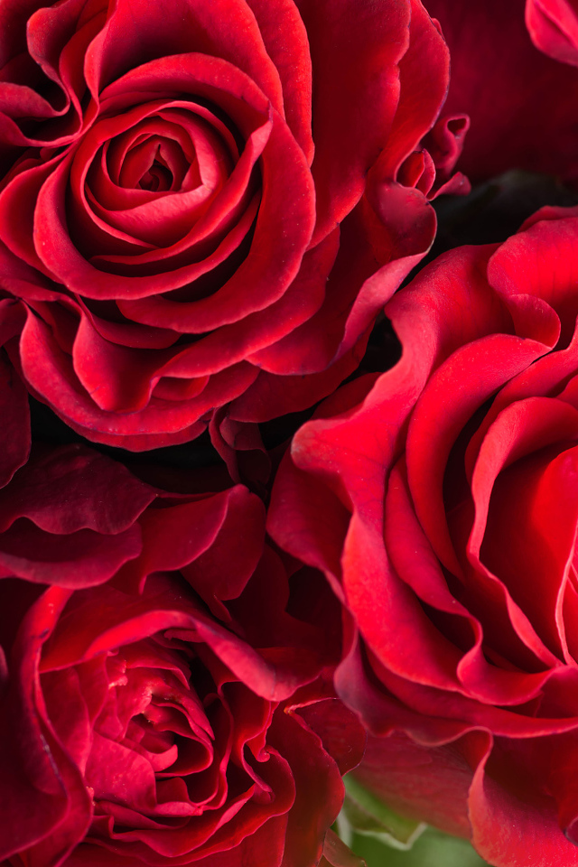 Шикарные красные розы крупным планом