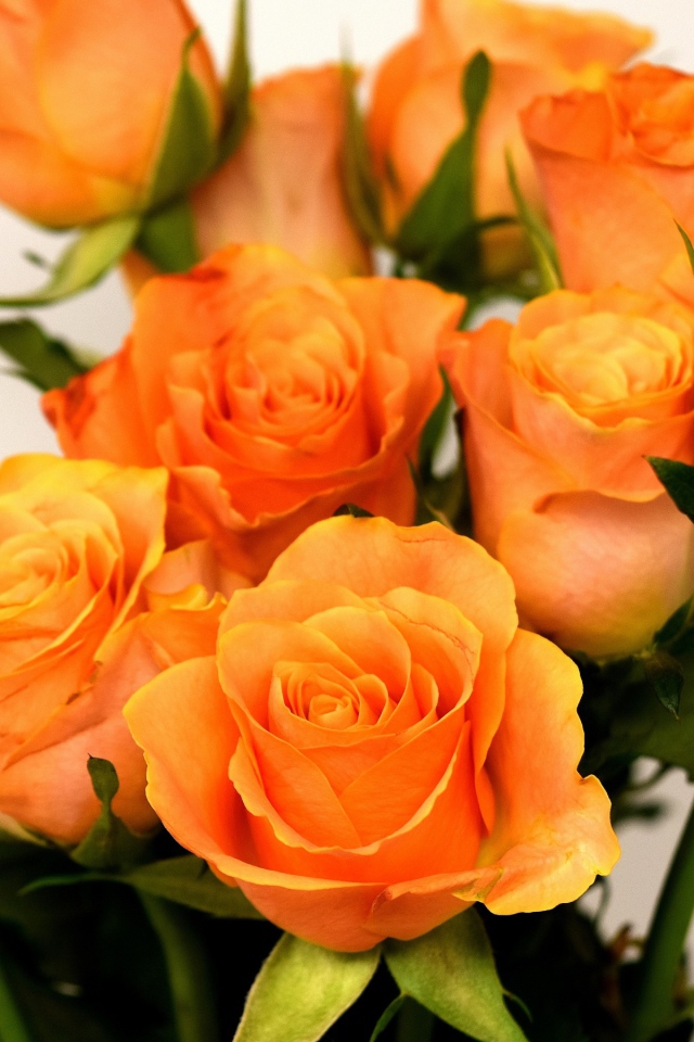 Праздничный букет оранжевых роз на сером фоне