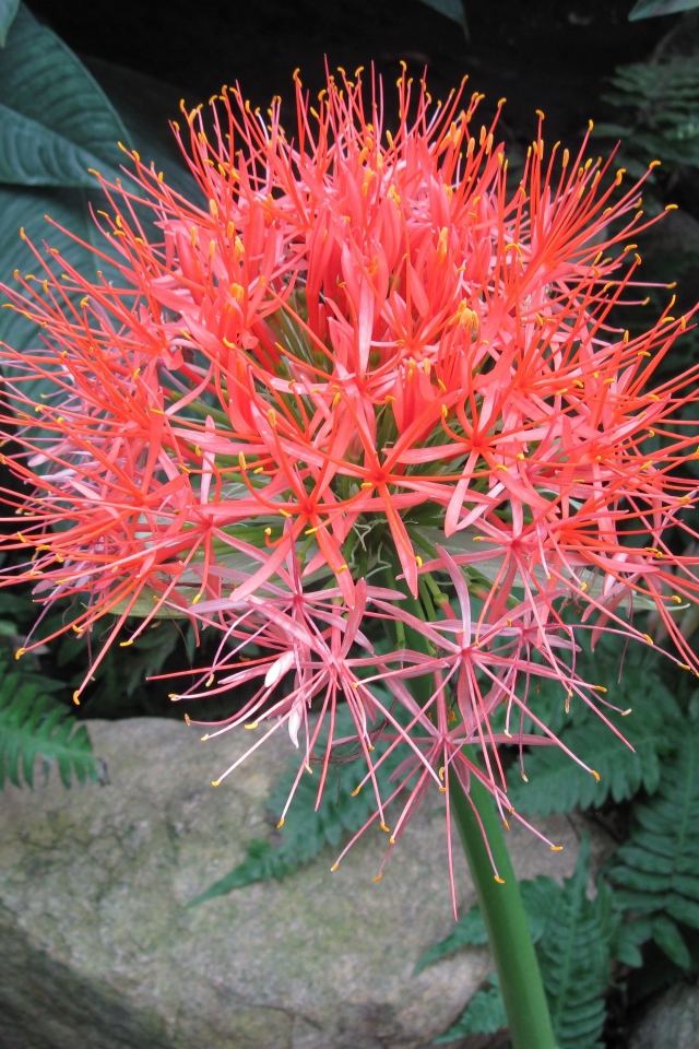 Мелкие розовые цветы папоротника