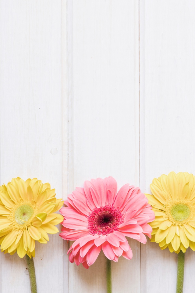 Пять разноцветных гербер на столе