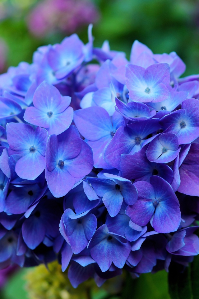 Цветок гортензии крупным планом