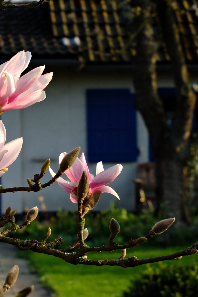 Цветущая ветка магнолии