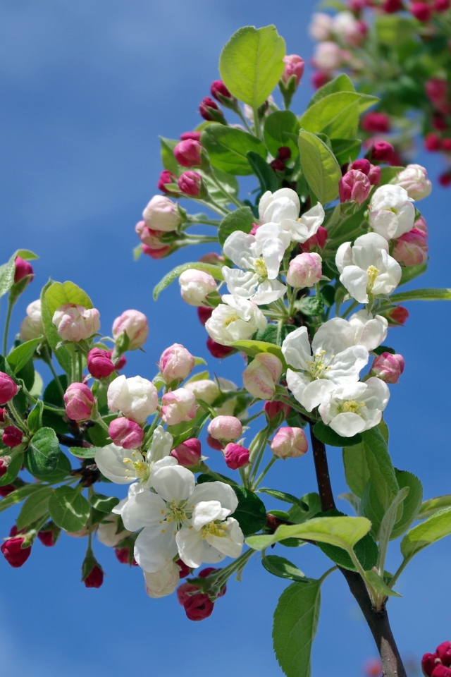 Цветущая весенняя ветка яблони