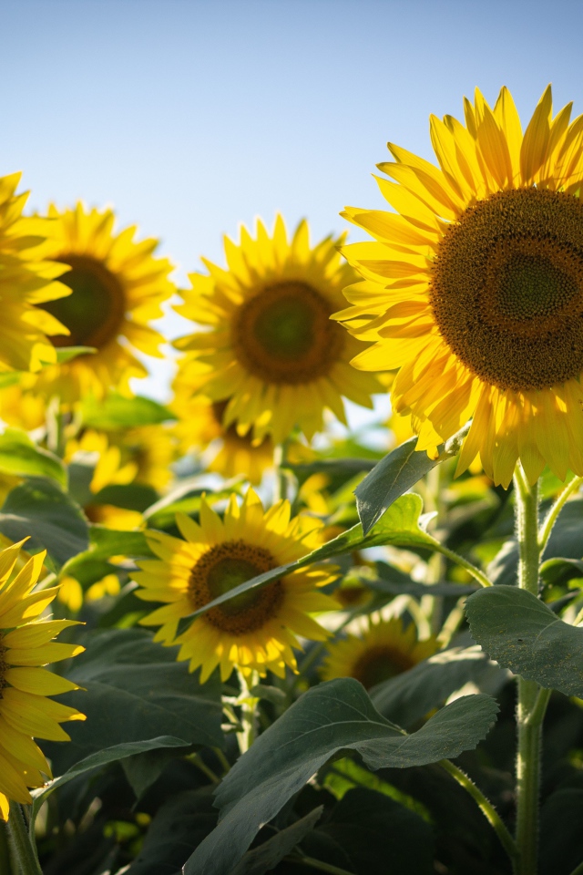 Цветущие желтые подсолнухи на фоне голубого неба