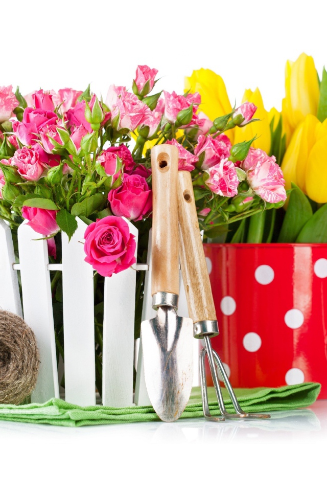 Цветы розовой розы и тюльпаны на белом фоне с садовыми инструментами