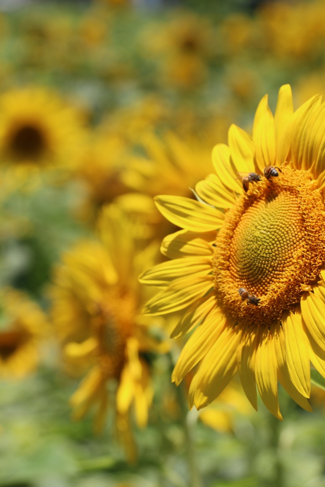 Цветы подсолнуха с пчелами на поле