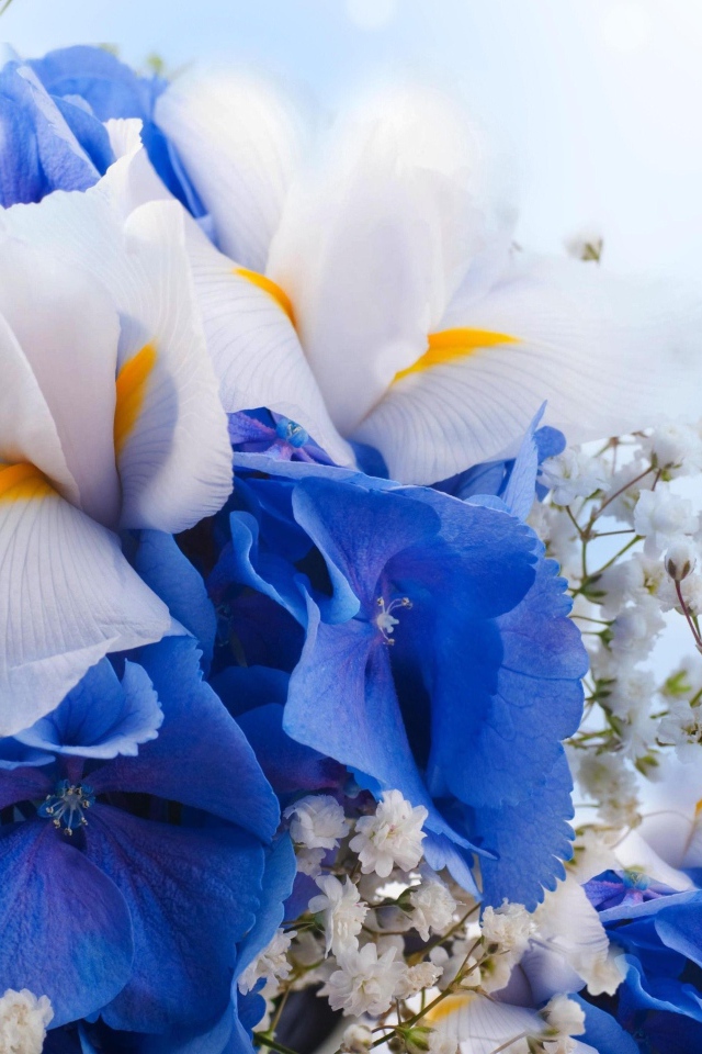 Цветы ириса, гортензии и гипсофилы крупным планом