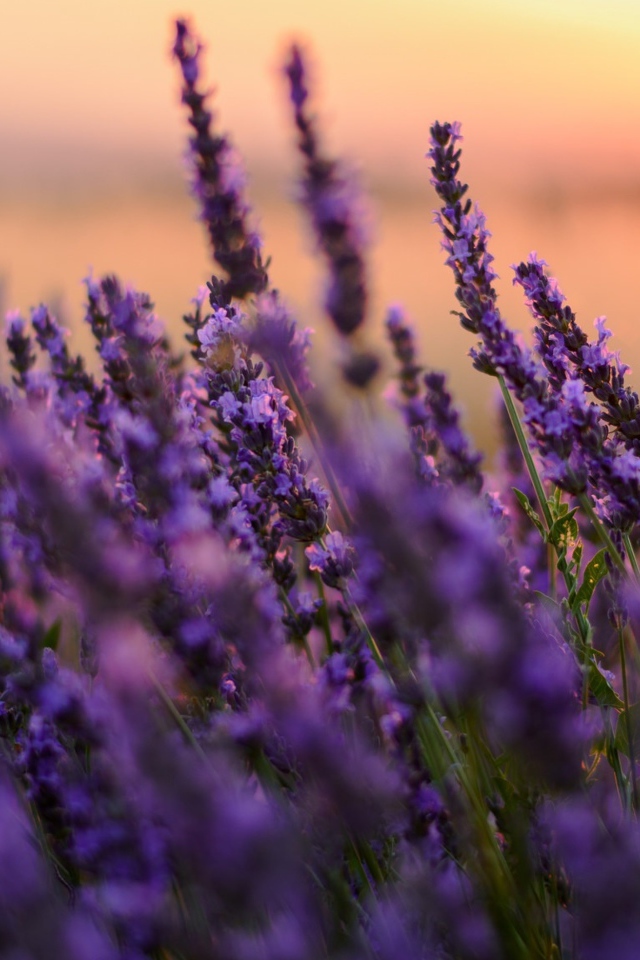 Цветы сиреневой лаванды на закате 