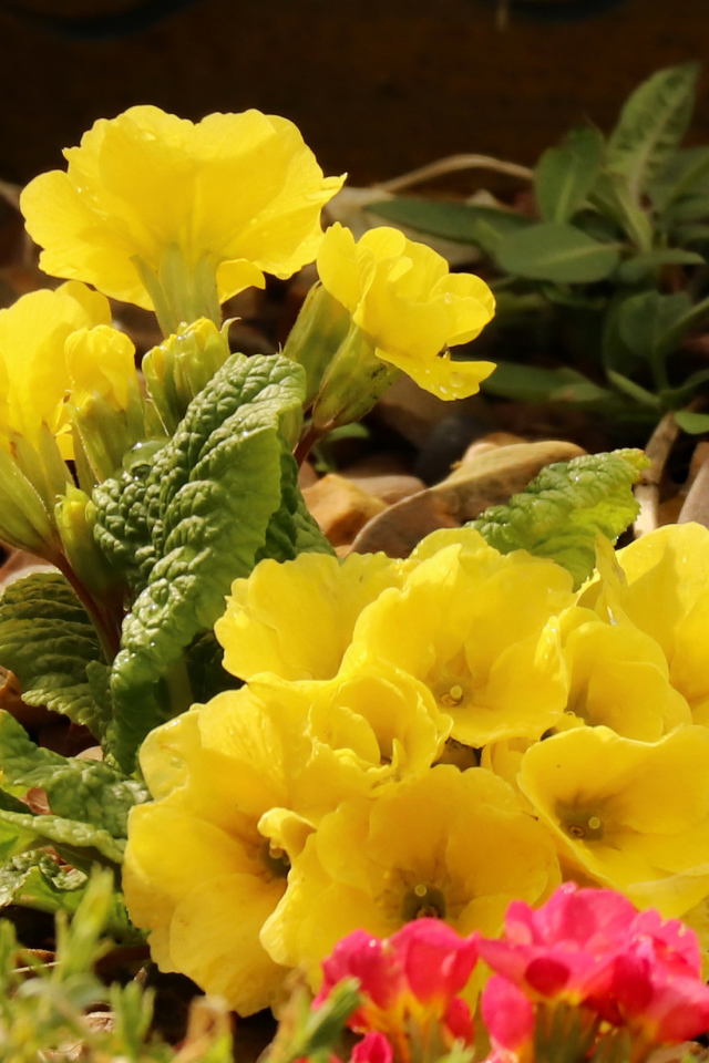 Цветы желтой примулы на камнях 