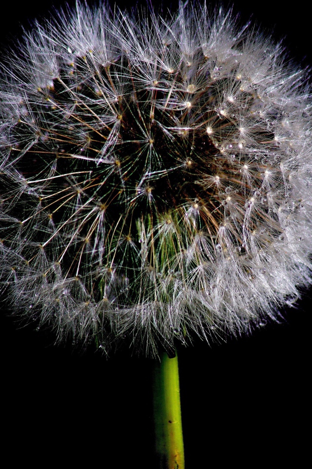 Пушистый белый одуванчик на черном фоне