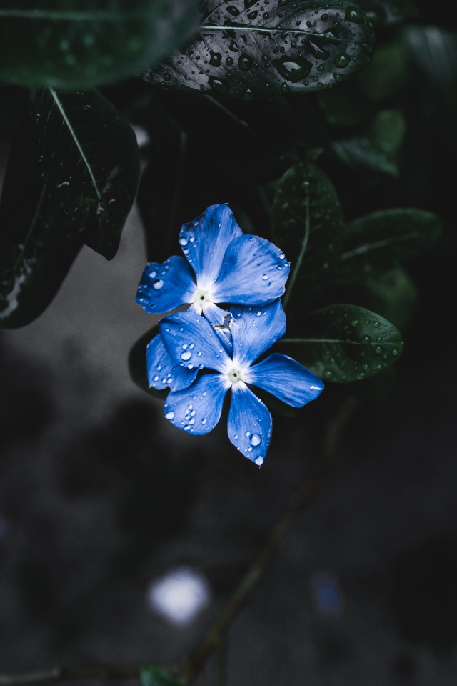 Незабудки в каплях дождя 