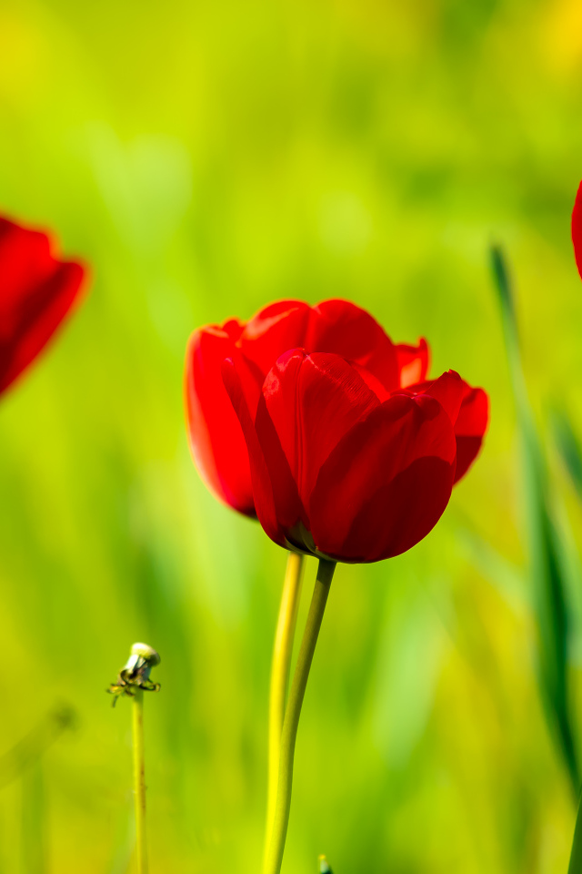 Четыре красных тюльпана в лучах солнца 