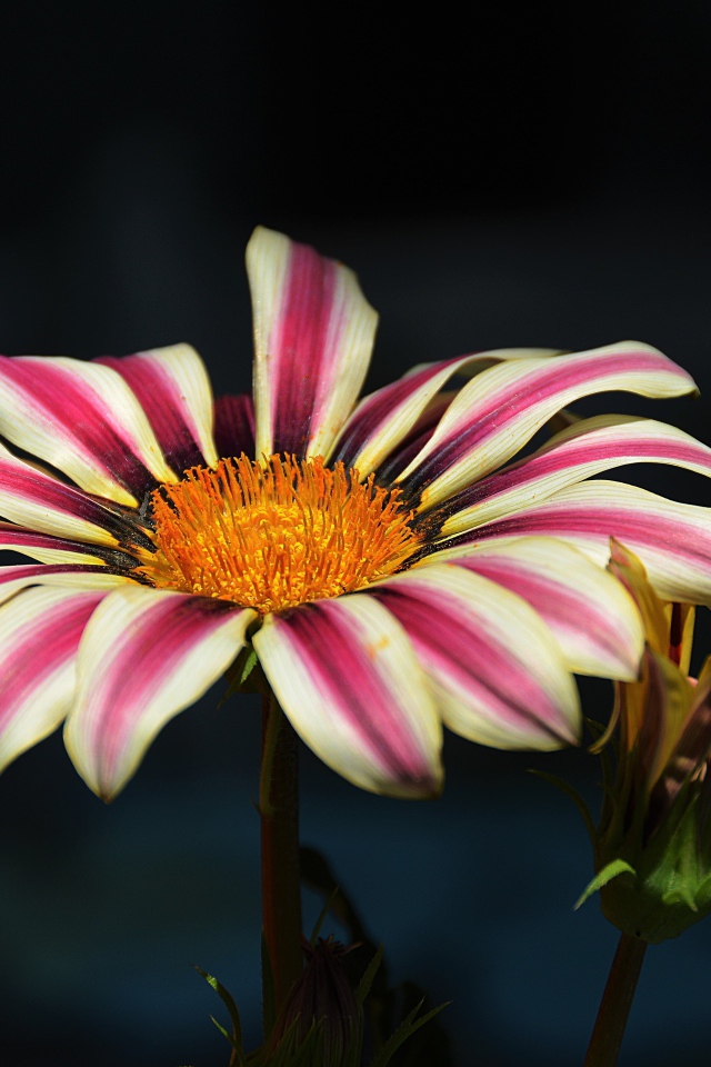 Газания крупным планом на черном фоне