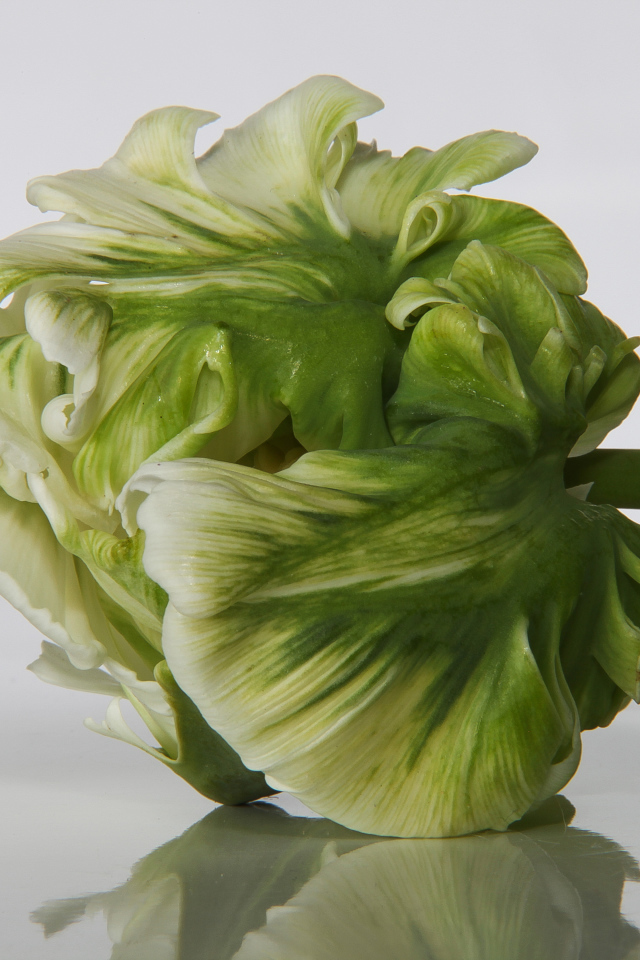 Зеленый с белым тюльпан крупным планом