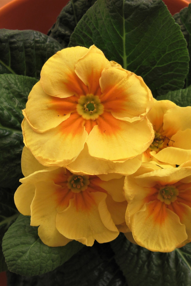 Комнатный цветок примула с желтыми цветами 