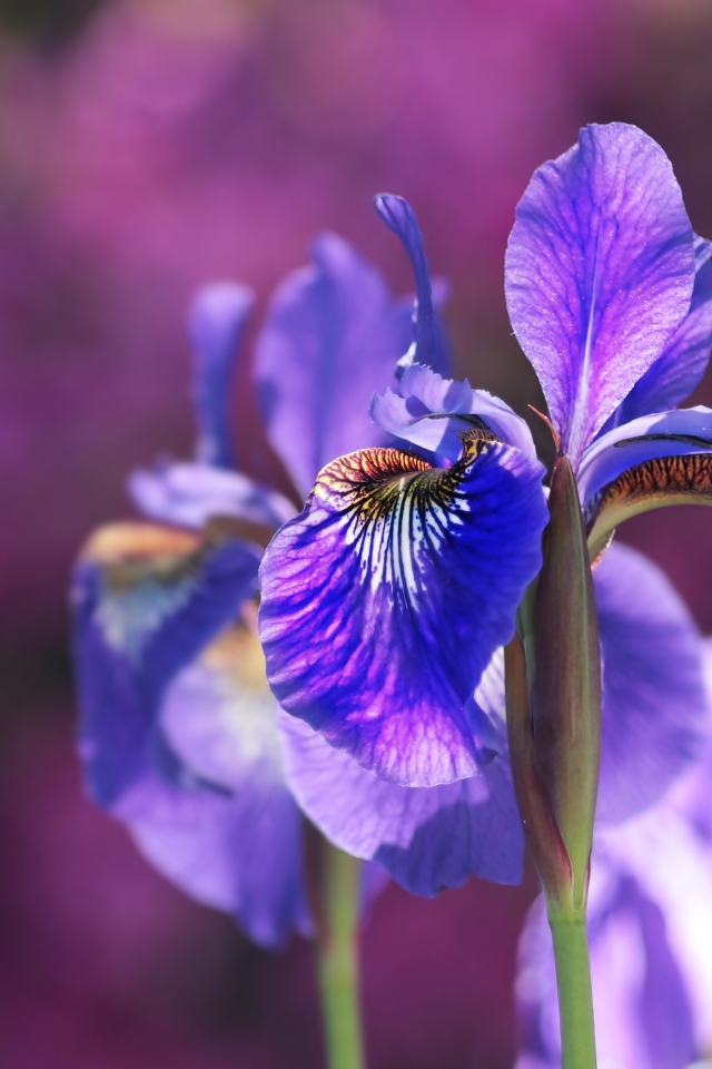 Цветок ириса в лучах солнца