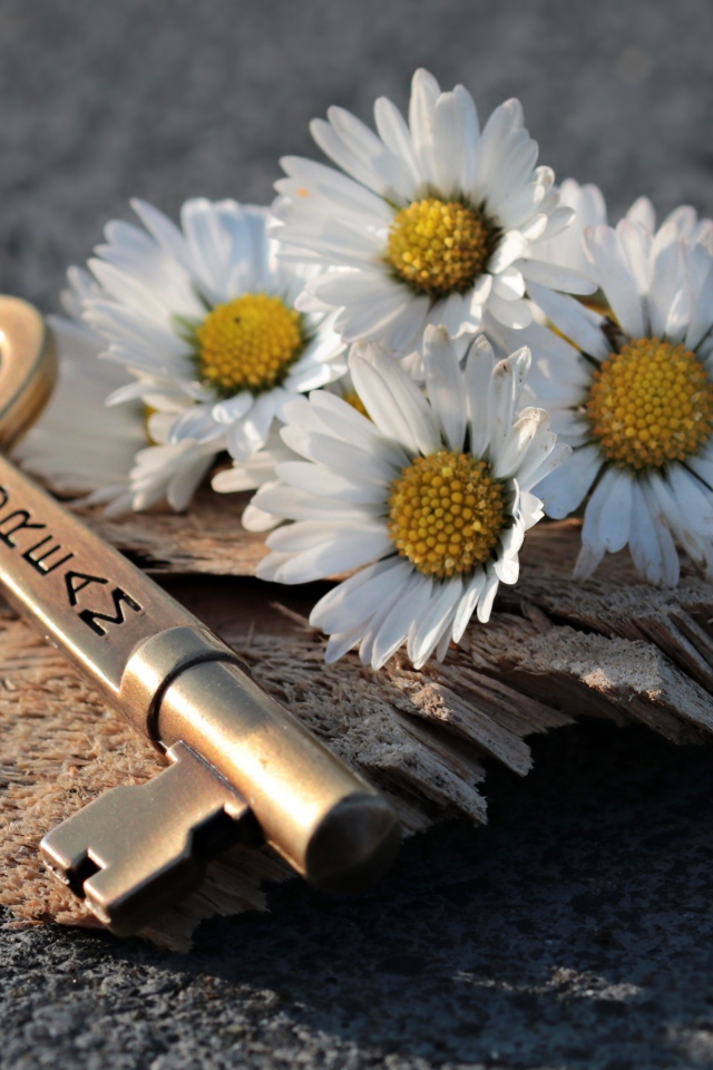 Ключик с белыми ромашками на асфальте
