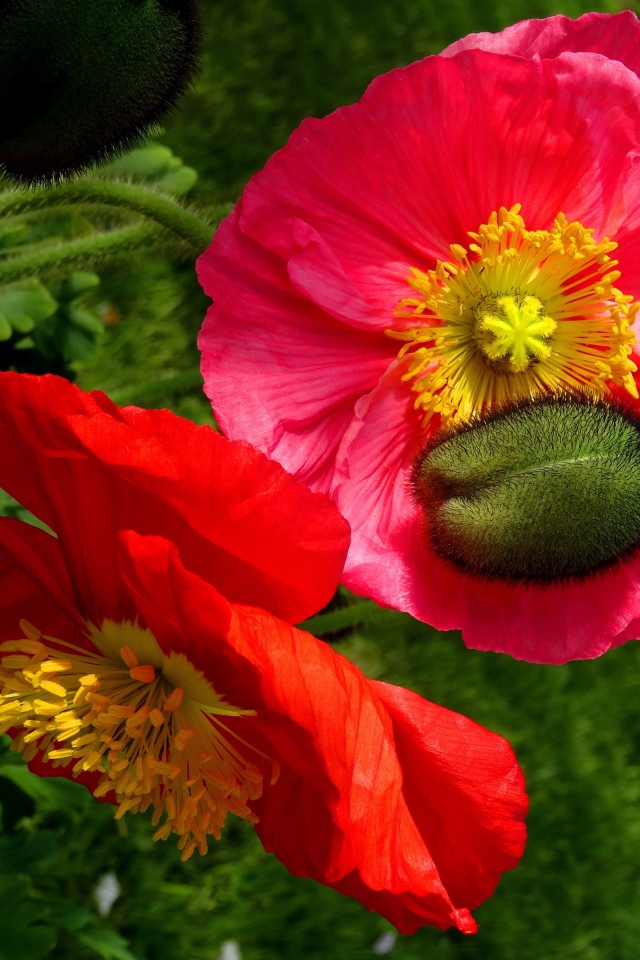 Большие красивые декоративные маки с бутонами