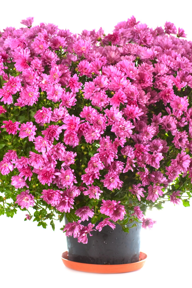 Большой букет розовых хризантем в горшке на белом фоне