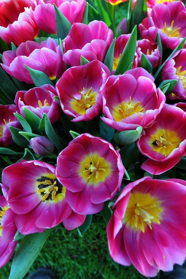 Большой букет розовых тюльпанов, вид сверху