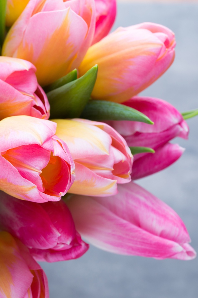 Большой букет розовых тюльпанов на сером фоне крупным планом