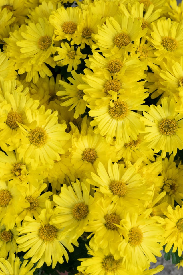 Большой букет желтых цветов хризантемы