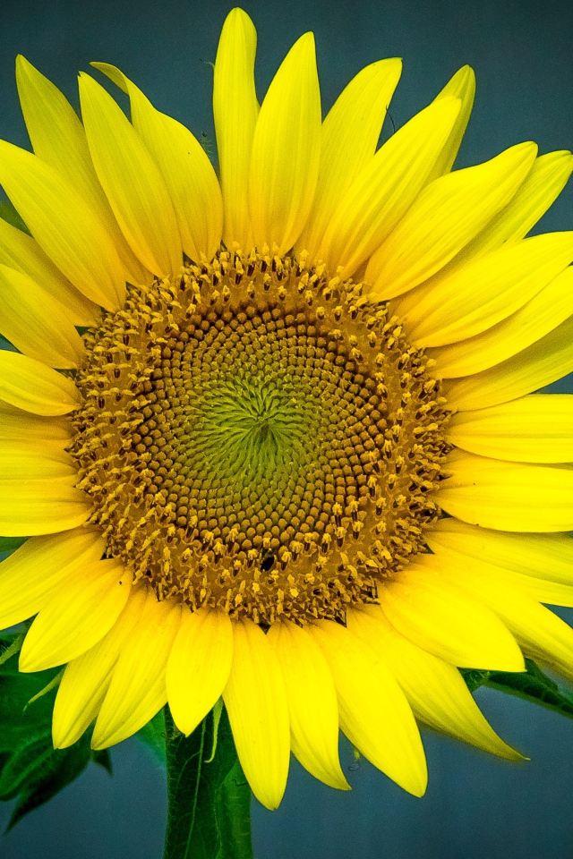 Большой цветок подсолнуха крупным планом