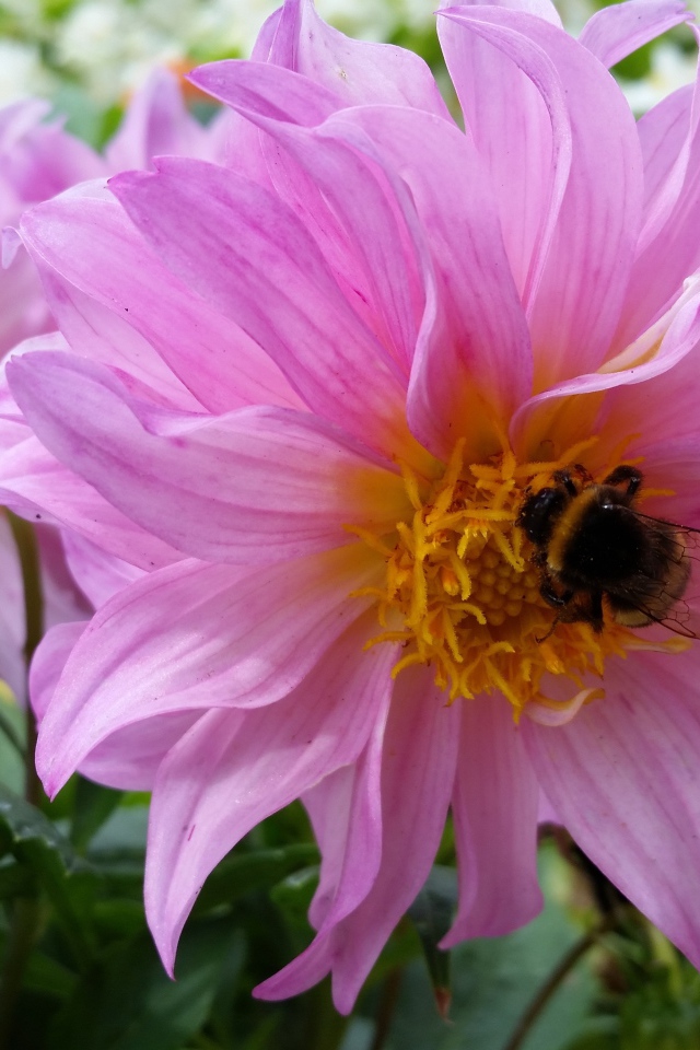 Крупные сиреневые георгины на клумбе