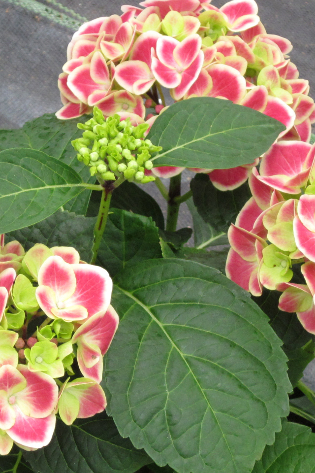 Большие розовые цветы гортензия