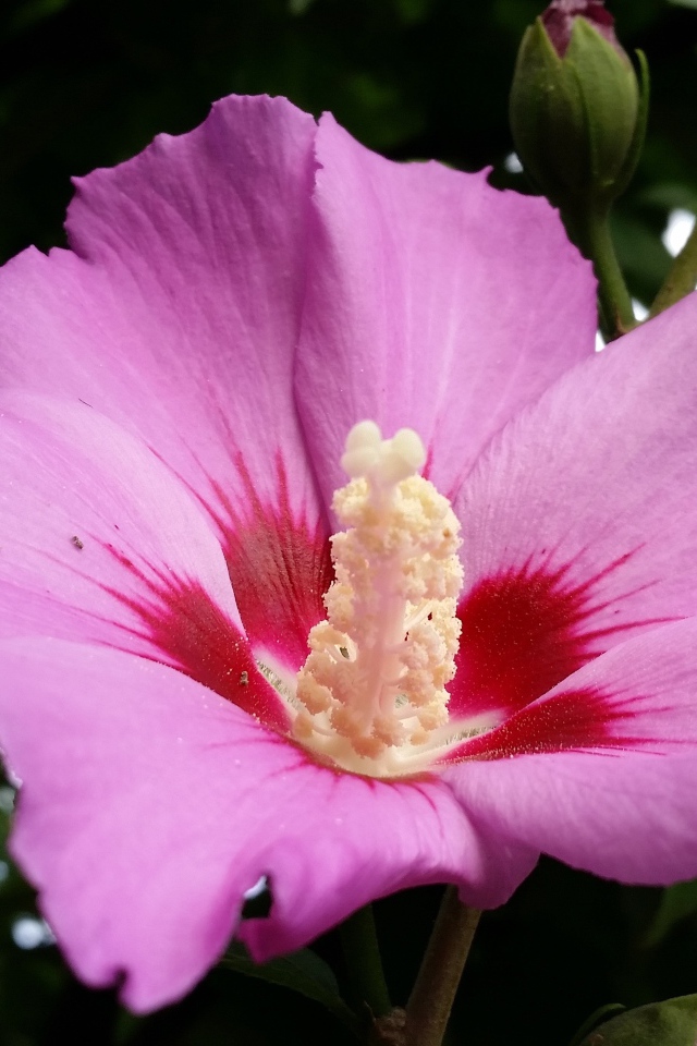 Большой розовый цветок гибискуса с бутоном