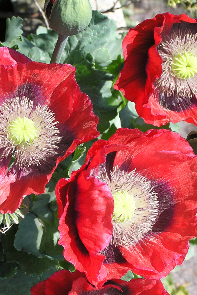 Большие красные маки крупным планом