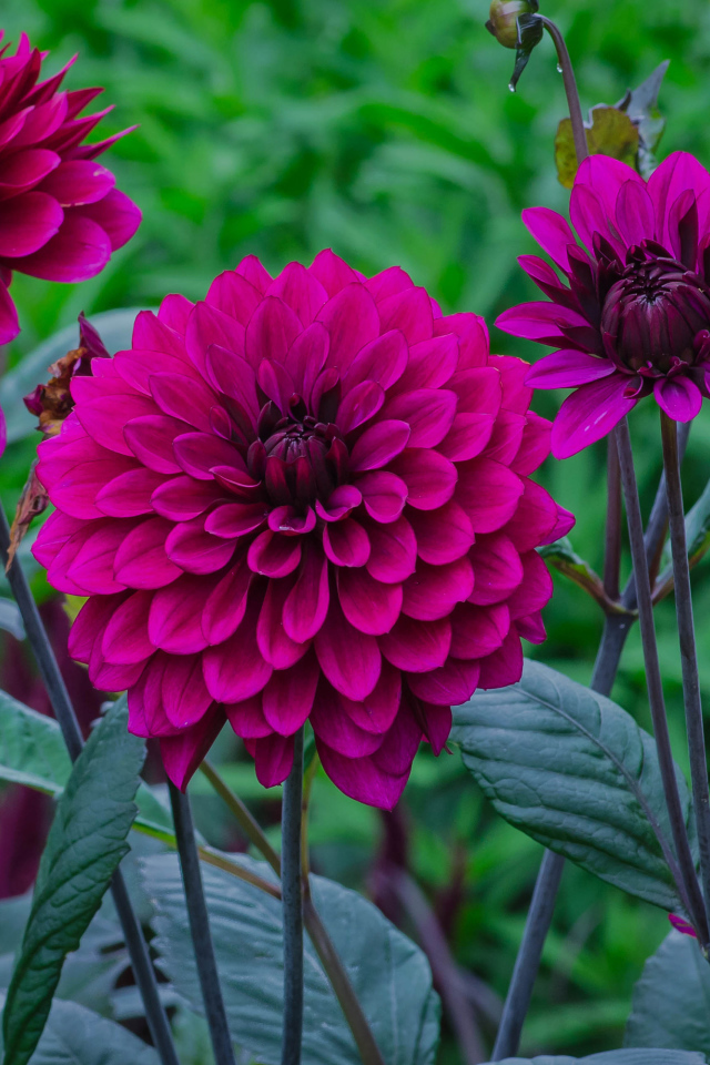 Сиреневые георгины с бутонами на клумбе 