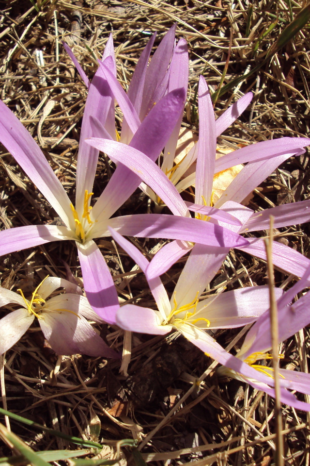 Сиреневые цветы крокуса распустились весной