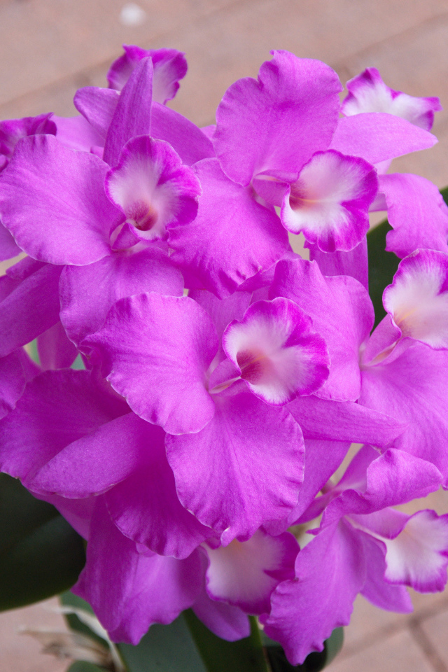 Сиреневые цветы орхидеи крупным планом