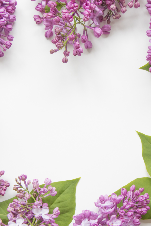 Цветы сирени на сером фоне 