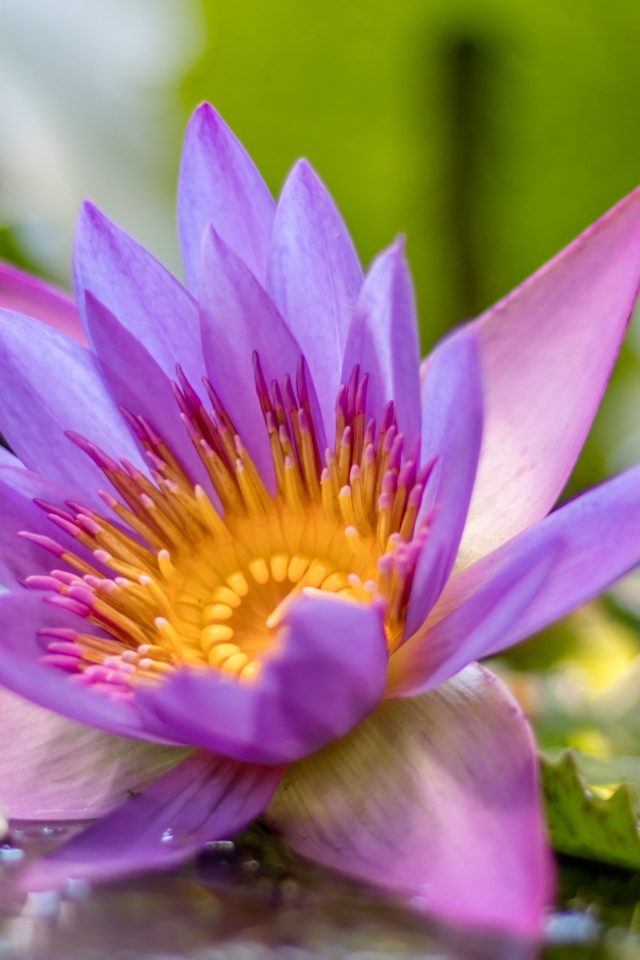 Сиреневый цветок лотоса в воде