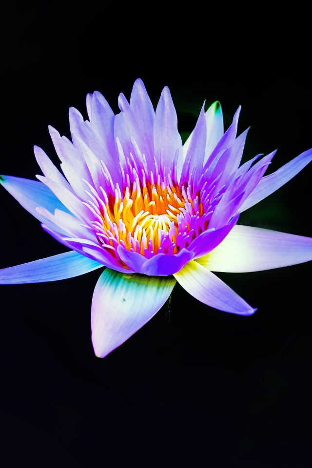 Цветок сиреневого лотоса на черном фоне крупным планом